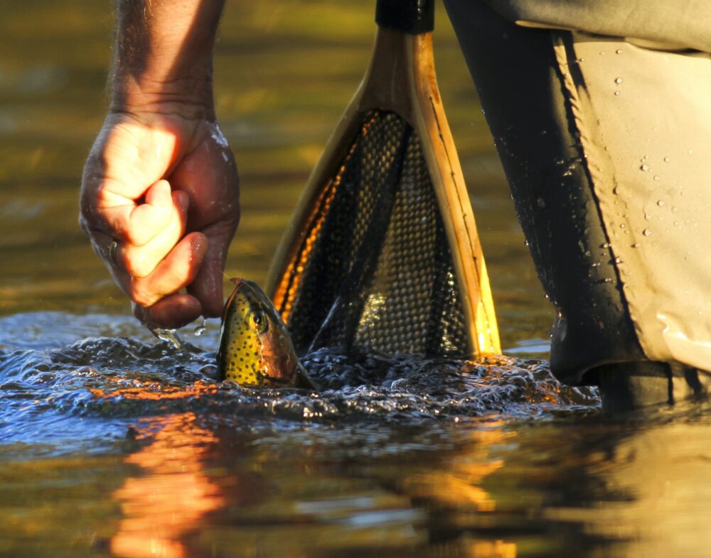 Trout fishing, last light, water and fish, nice close up.