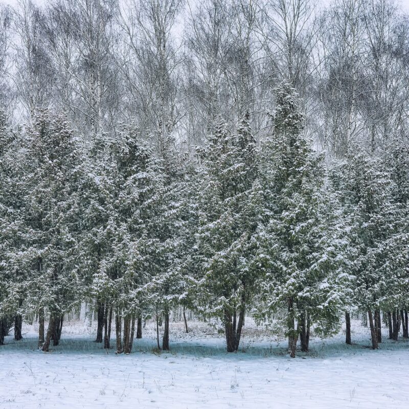Christmas trees covered with snow in the city park