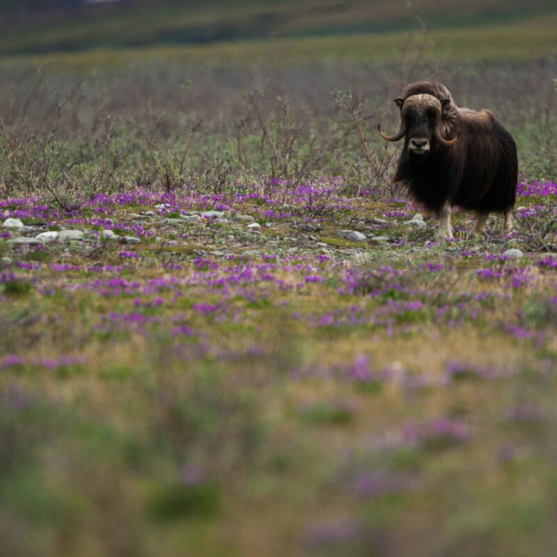 Muskox, Arctic National Wildlife Refuge, Alaska