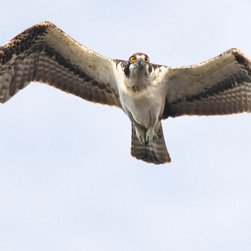 Osprey