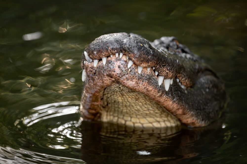 An Alligator in Florida