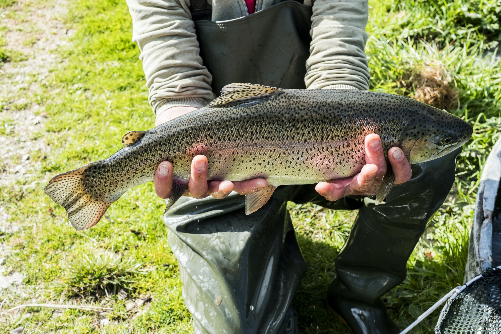 High angle close up of person holding freshly caught trout at a fish farm raising trout.