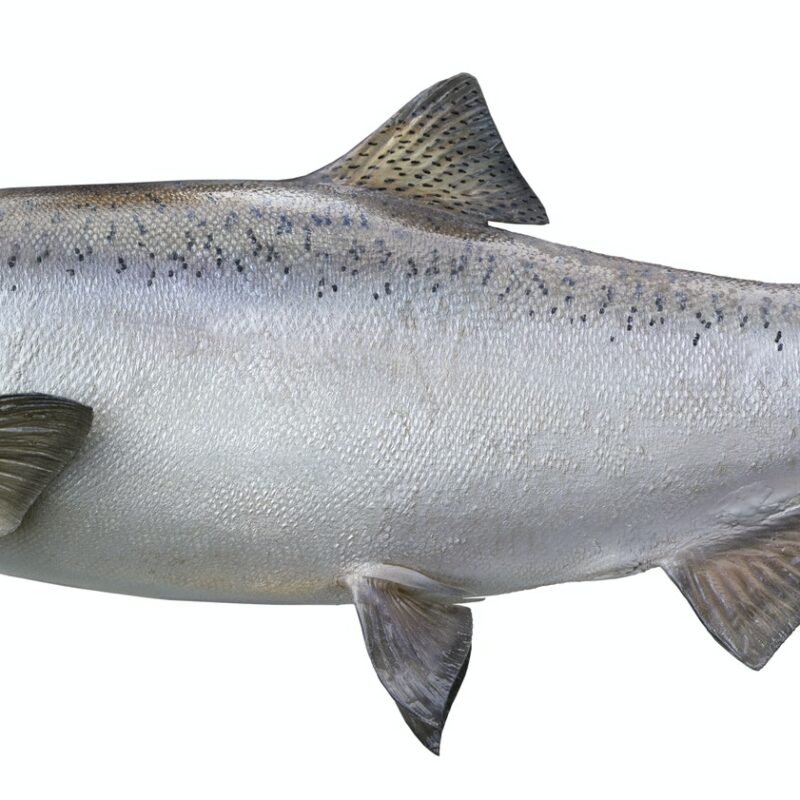 King Salmon Isolated on White Background