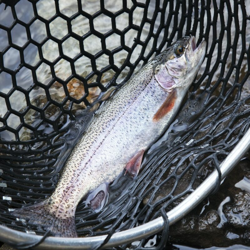 Rainbow trout in a landing net