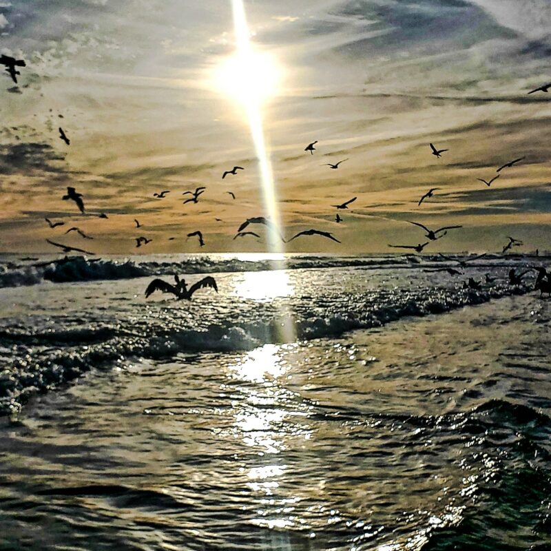 When the fish are running there is a bird frenzy in the ocean...