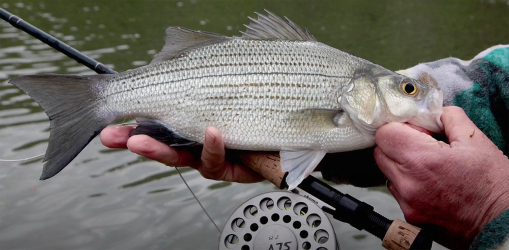 Tips & Tactics: It's White Bass Time - Fly Life Magazine