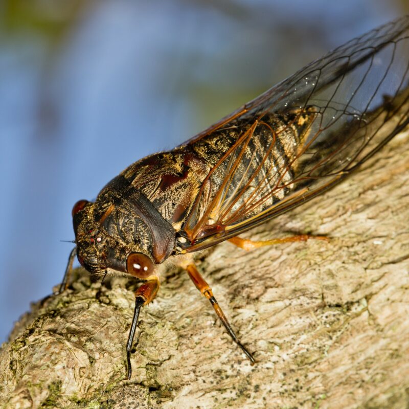 cicada