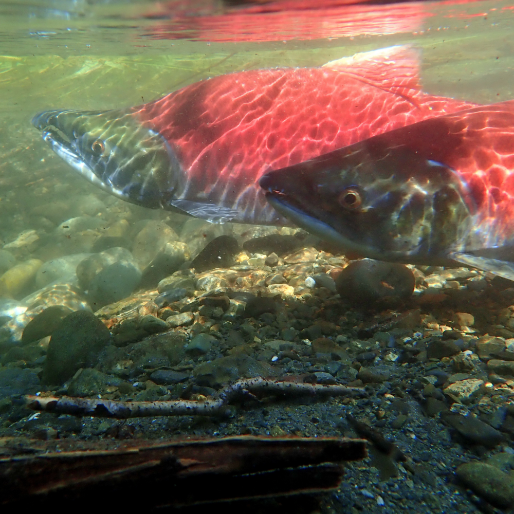 Opinion: Idaho’s salmon could survive if . . .
