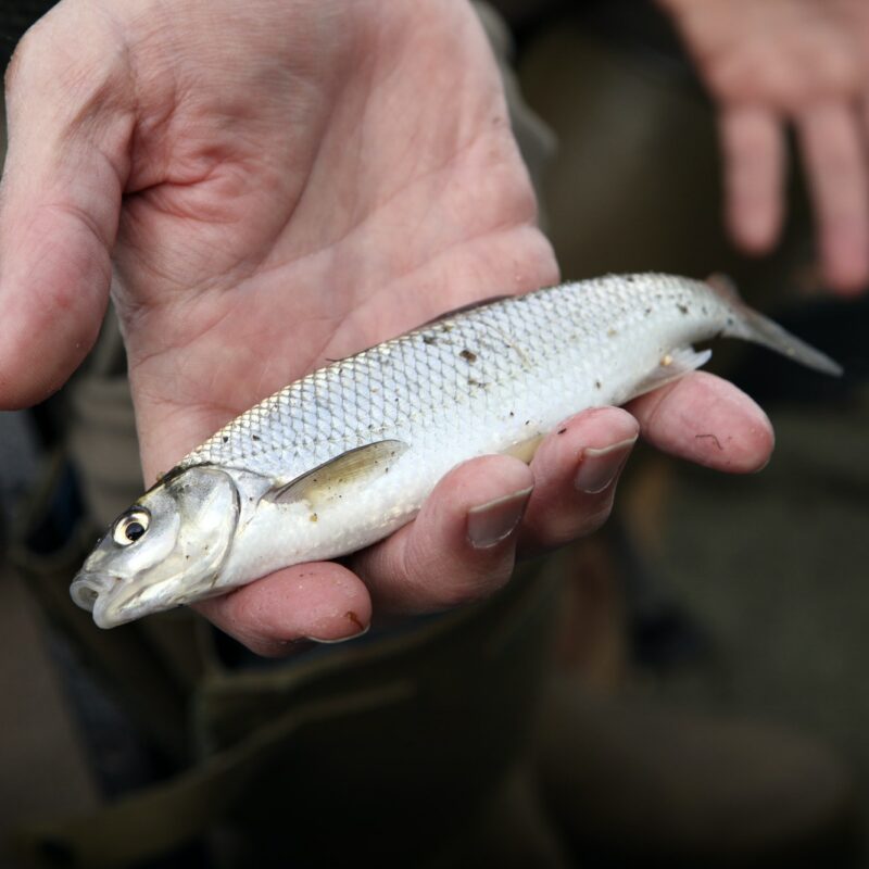 A small Dace fish, a caught fish held in an angler's hand.