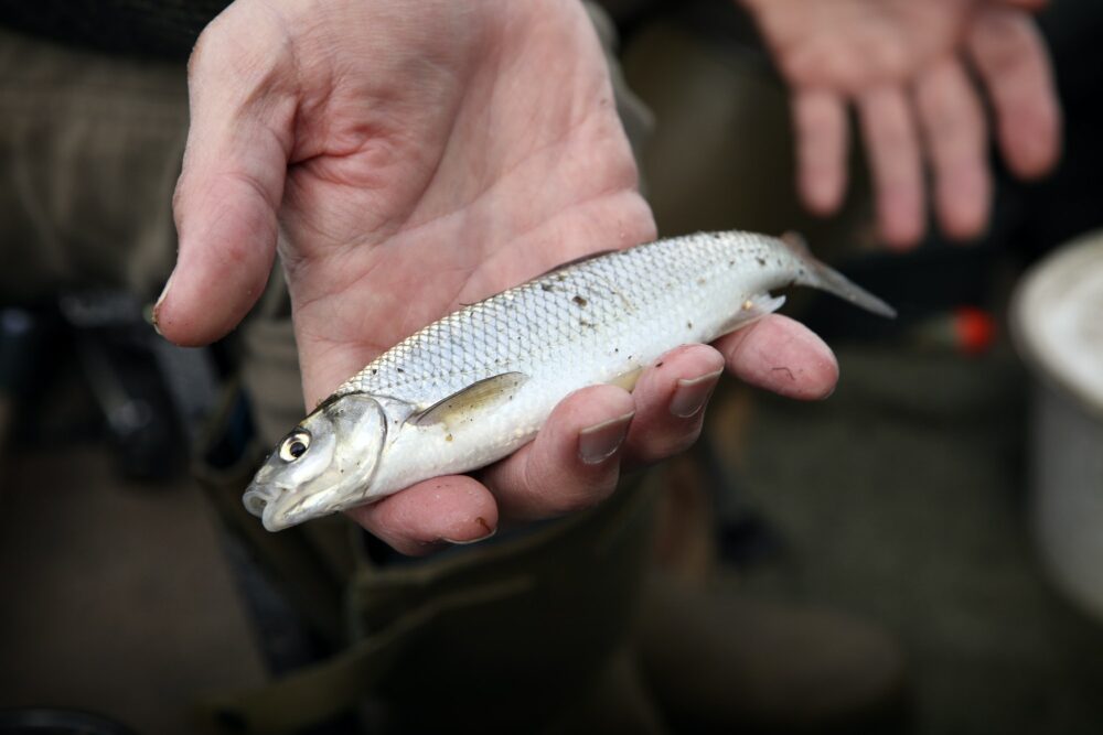 A small Dace fish, a caught fish held in an angler's hand.