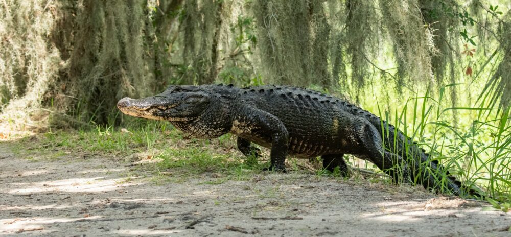 An Alligator in Florida