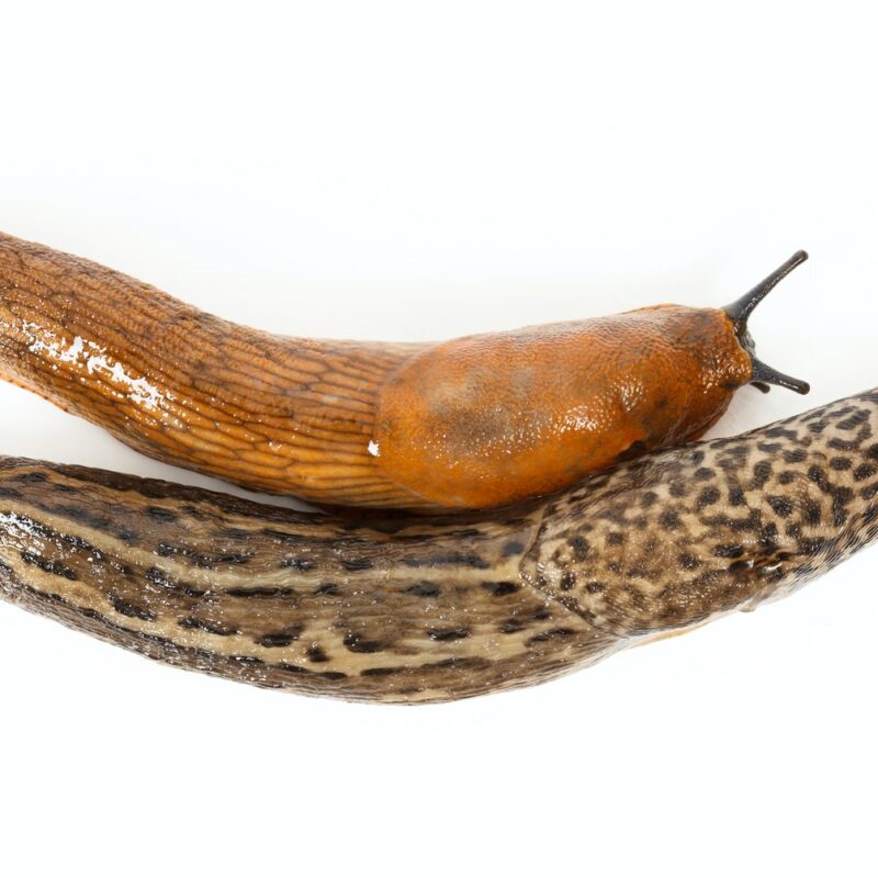 Great grey slug and Spanish slug