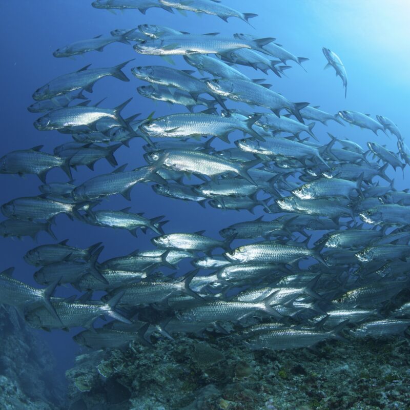 Large school of tarpon off the coast of the Cayman islands