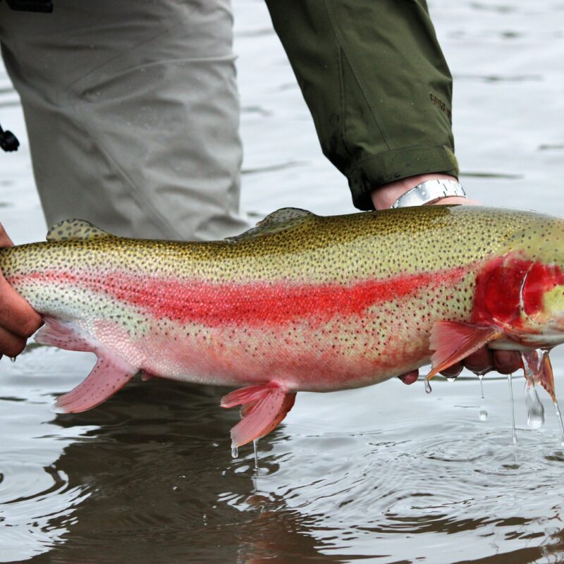 A monster rainbow trout caught fly fishing on the river
