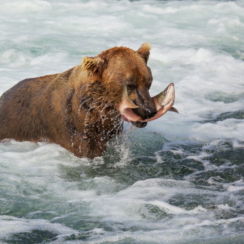 Bear on Alaska