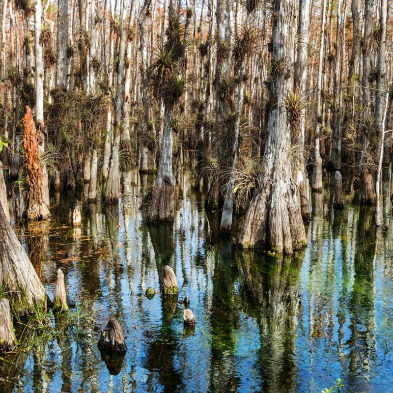 Forest in Everglades