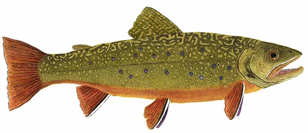 Salvelinus fontinalis [brook trout] by award winning artist Thom Glace