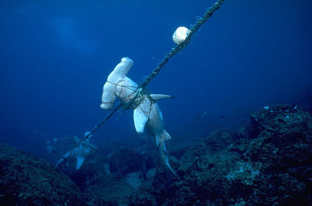 Almost half the Ocean Gyre Garbage Patches are abandoned or lost fishing nets