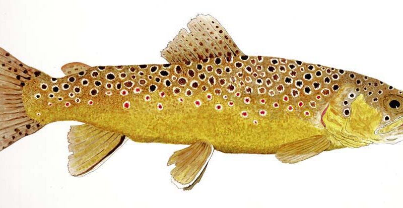 Tiny Rubber Legs Tube Fly