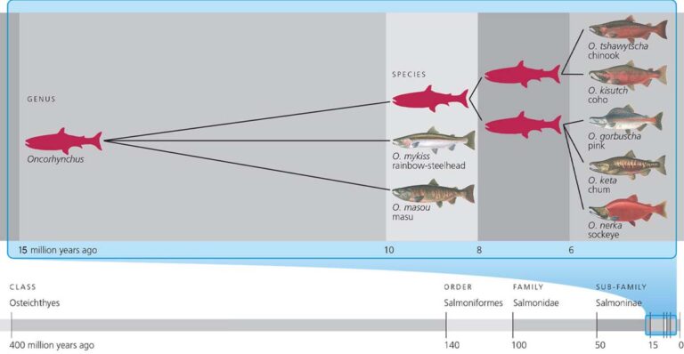 In Canada's West Coast, They're Running Out of Salmon - Fly Life Magazine