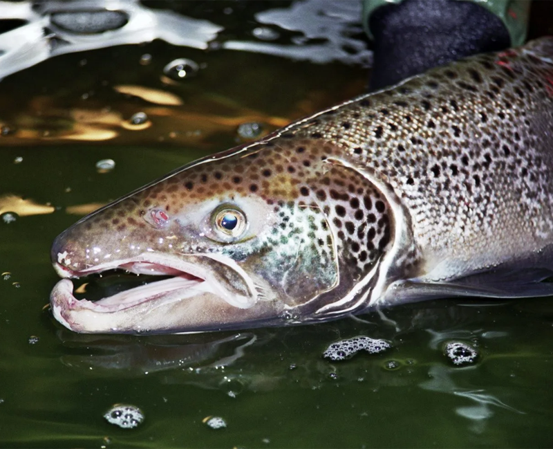 Atalntic salmon caught by the mop fly