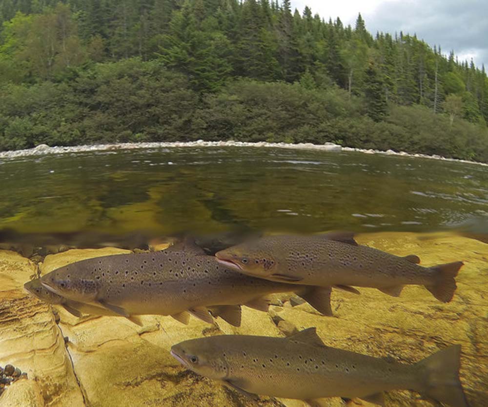 Hook and release realities, a Canadian study of Atlantic salmon