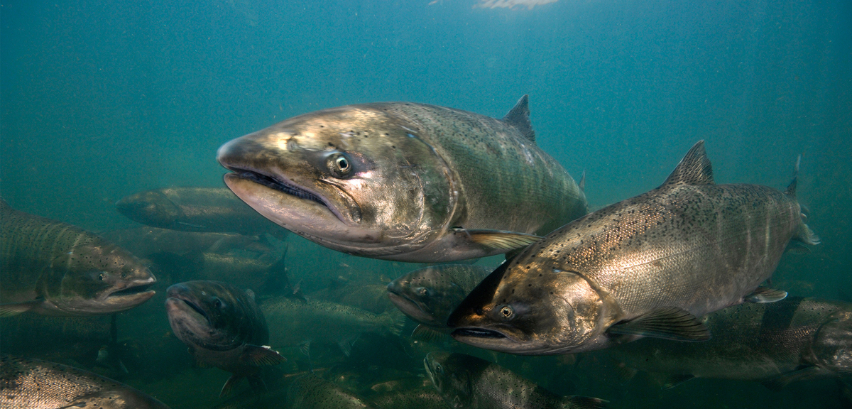 In Canada’s West Coast, They’re Running Out of Salmon