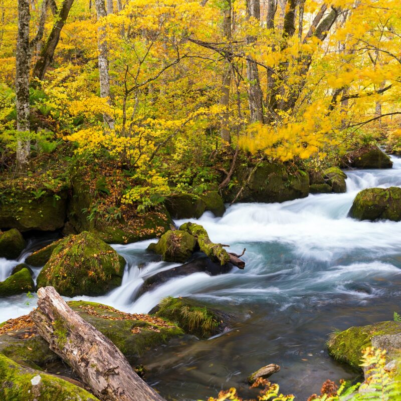 Oirase Mountain Stream