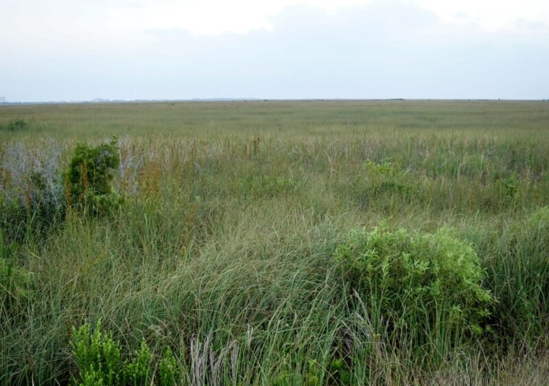 Wetlands Of The Everglades In Summer