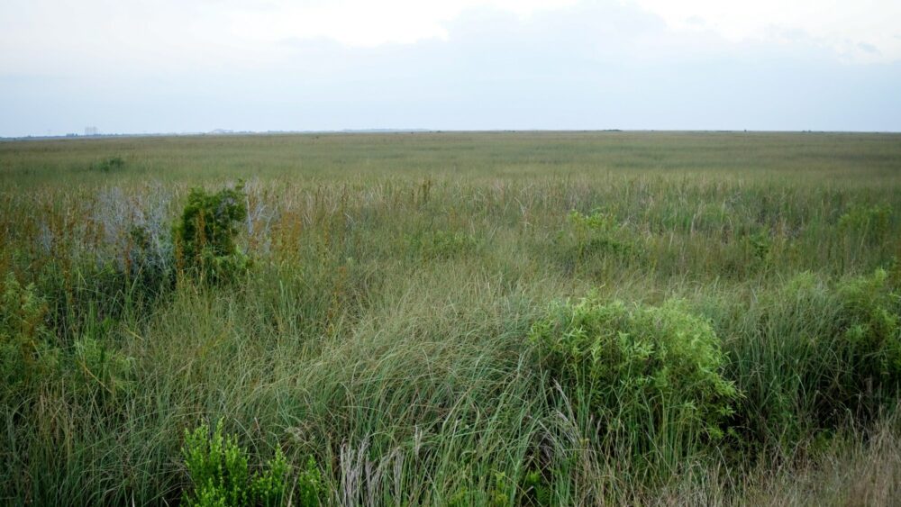 Wetlands Of The Everglades In Summer