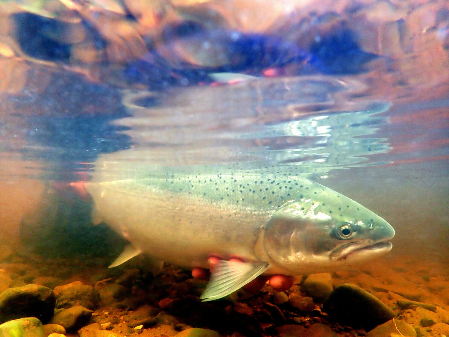 What we can do to stop a bad ending in steelhead paradise