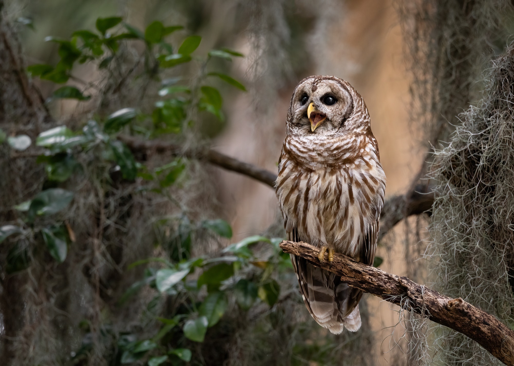 Barred Owl in Florida