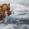 Bear in Alaska