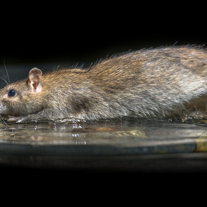 Wild brown rat moving in water
