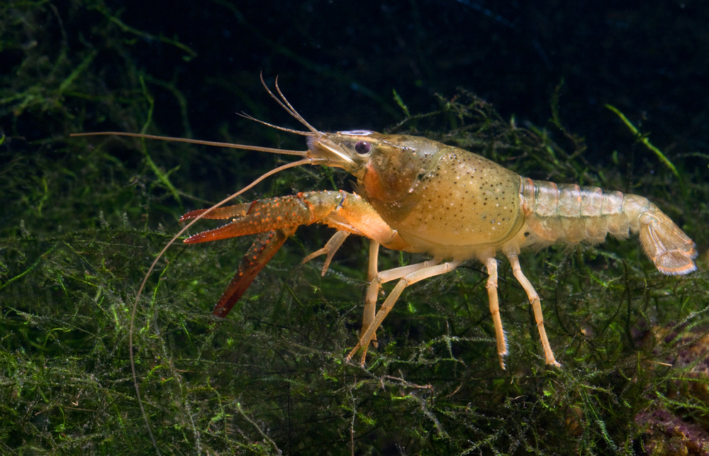 Are shrimp, crabs, and crayfish tube flies all you need?