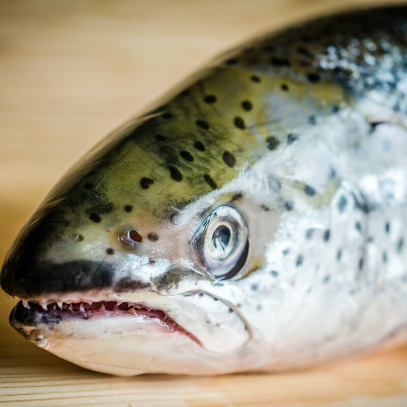 Atlantic Salmon whole fish