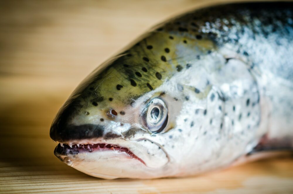 Atlantic salmon, the ‘King of Fish,’ is now on life-support