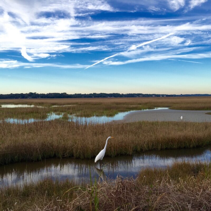 Egret in the Marsh