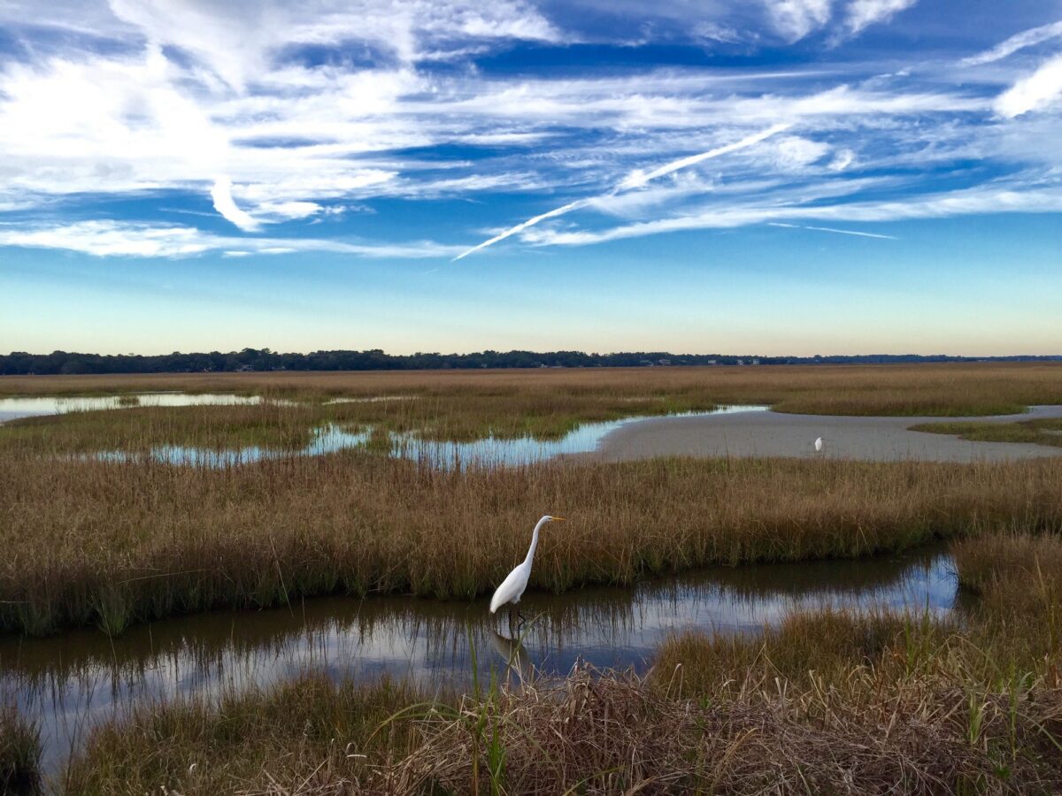 Coastal Wetlands: Too Valuable to Lose