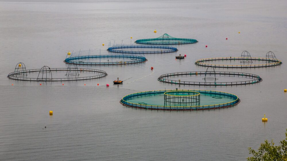 salmon farm in Norway