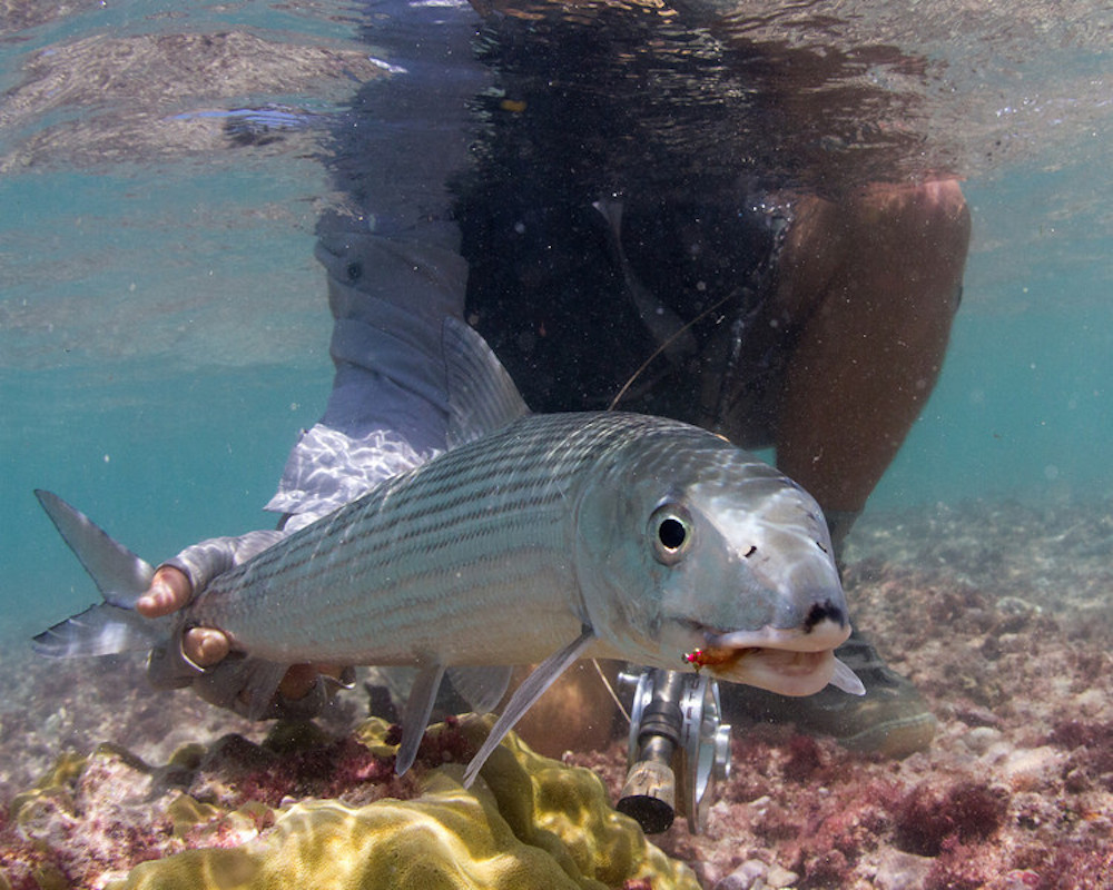Bonefish Part IV of VII: Tom Karrow timelines Bahamas’ bonefish