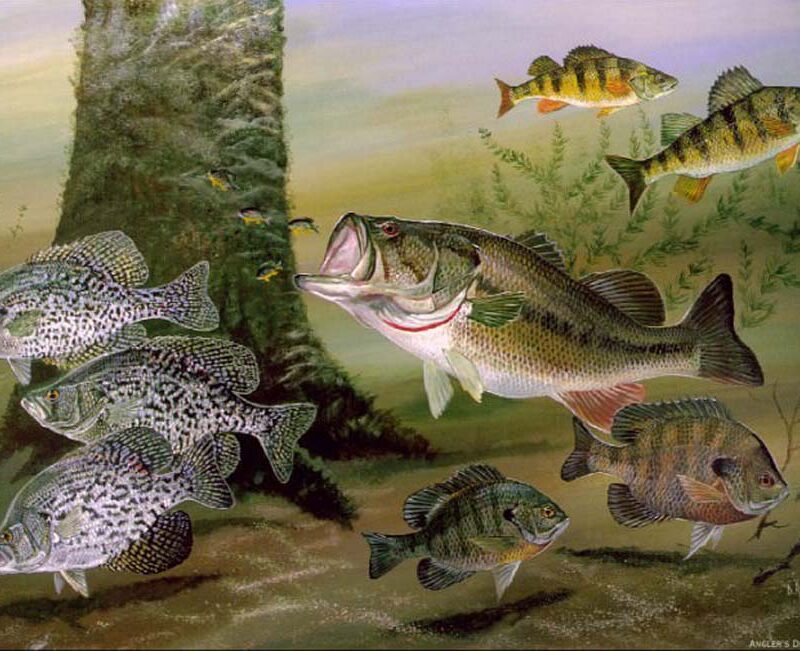 Micropterus Black Bass Species