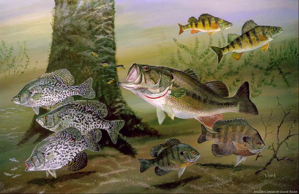 Micropterus: 26 million years in the making