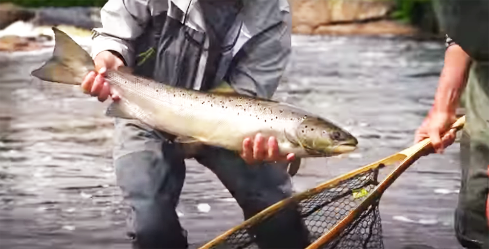 Top Gun Video: Fly fishing for Atlantic Salmon and tying the 'bomber' - Fly  Life Magazine