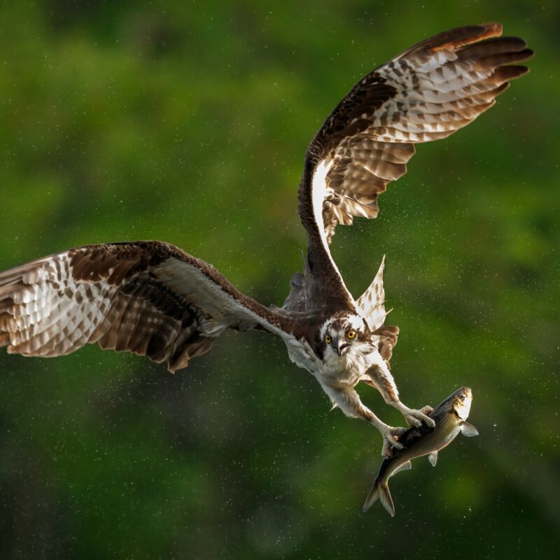 An Osprey Fishing in Maine