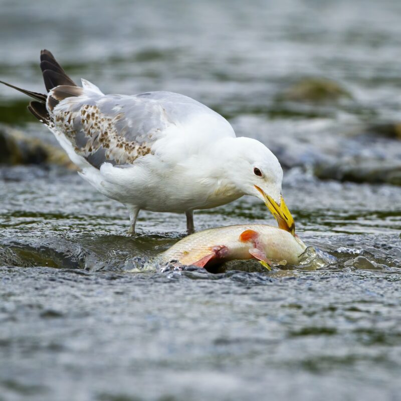 Large caspian gull feeding on a fish in stream with cold water in nature