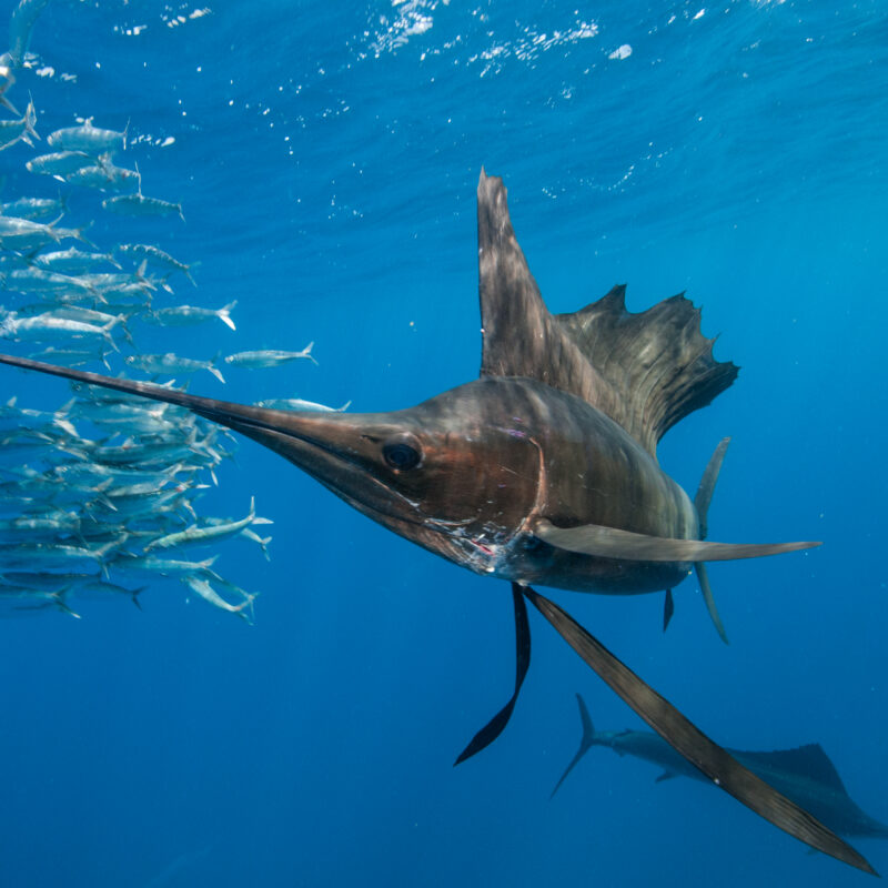 Underwater view of group of sailfish corralling sardine shoal, Contoy Island, Quintana Roo, Mexico