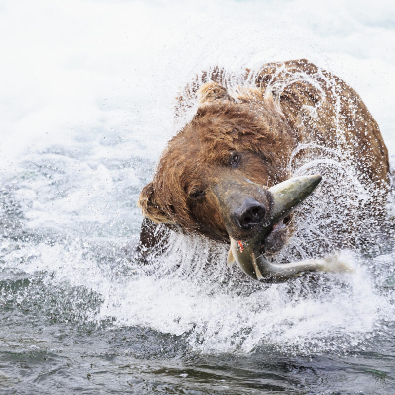 USA, Alaska, Katmai National Park, Brown bear (Ursus arctos) at Brooks Falls with caught salmon