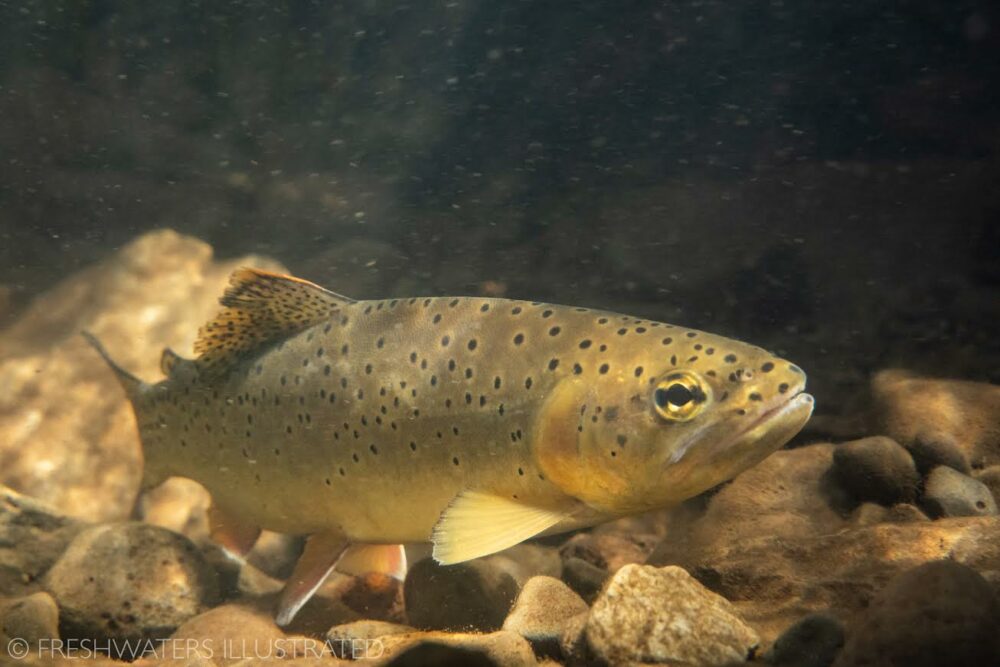 Casting a fly to an Apache trout is a testament to perseverance