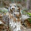 Wolves standing atop a wooden stump in a grassy meadow